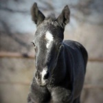 THESE IRONS ARE BLUE "Balloo" - Colt out of Captivating N Blue (Owner: Brooke Victoria Ingstad)